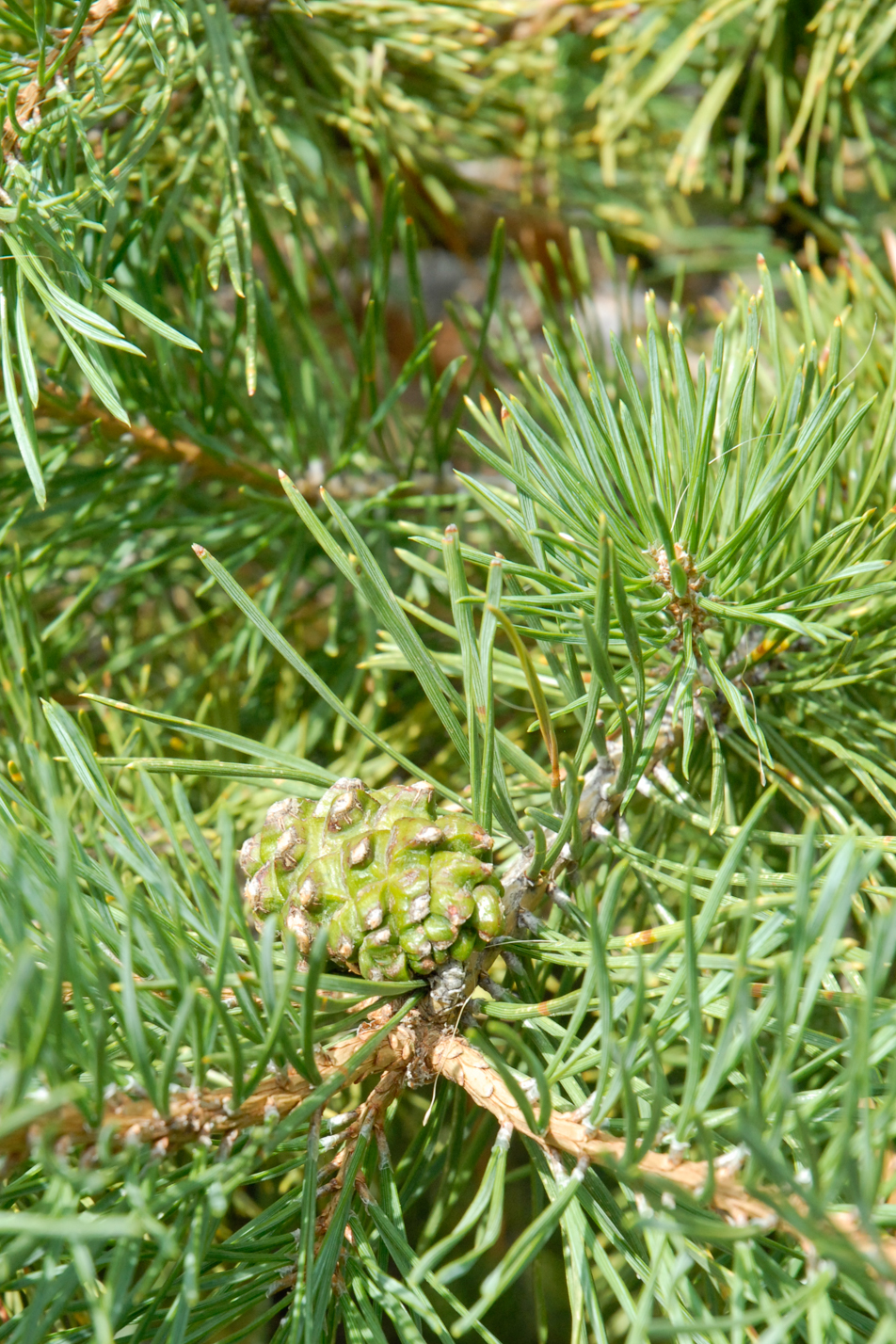 Hillside Creeper Pine